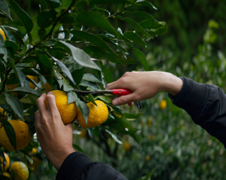Yuzu Safari Returns to Park Hyatt Bangkok for the 4th Annual Edition with Mason Florence and Friends in conjunction with Masters of Food & Wine
